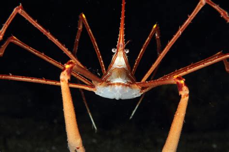 Arrow Crab 101: Diet, Mates, Size, Breeding and Behavior.